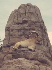 lowered expectations